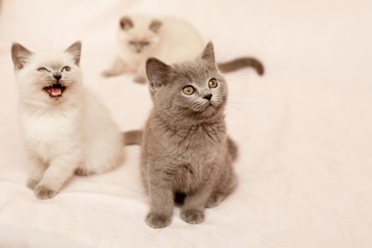 Three sitting kittens on pink background
