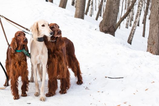 White saluki and two irish setters standing near a person on snow
