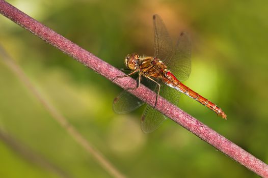Resting red Vagrant darter or Sympetrum vulgatum dragonfly in summer