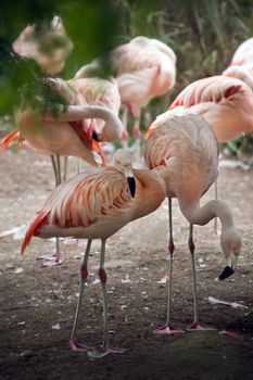 Pink Flamingos resting and standing under trees