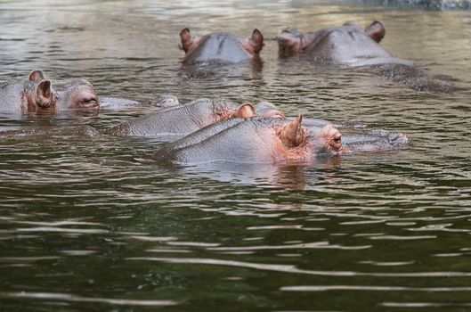Hippo or Hippopotamus amphibius group in water