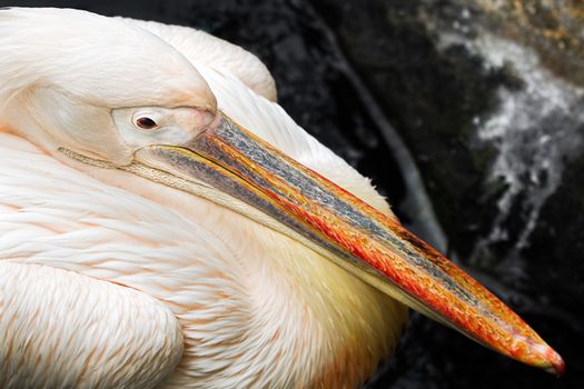 Close up Pelican seen from above