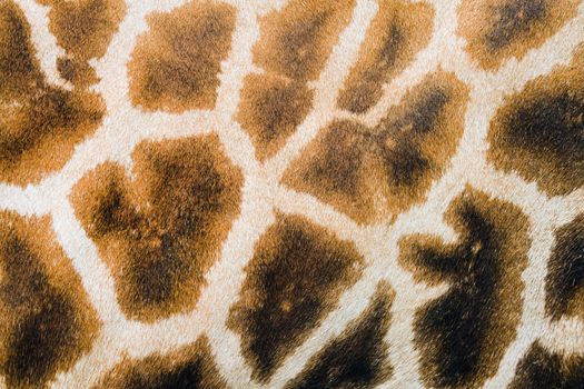 Background of furry giraffe skin with light and dark brown spots