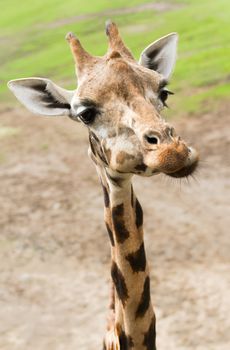 Funny giraffe with long thin neck in close view