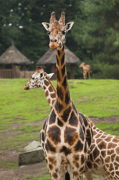 Giraffes on field with thatched huts and trees in background