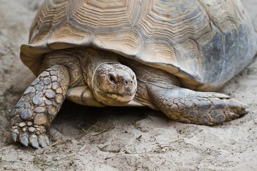 Big old turtle walking on sand in close view