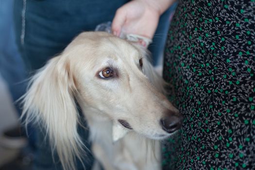 A portrait of white saluki
