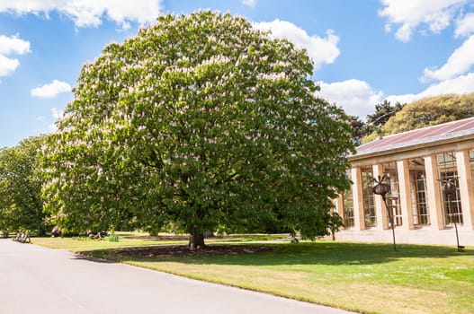 Big spring blooming tree with fresh green leaves in a park