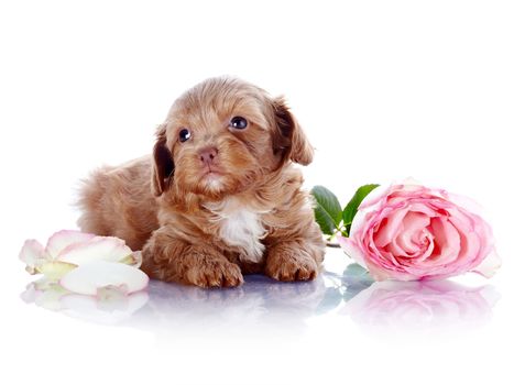 Puppy with a rose.  Puppy of a decorative doggie. Decorative dog. Puppy of the Petersburg orchid on a white background