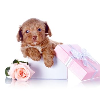 Puppy in a gift box and a rose. Puppy of a decorative doggie. Decorative dog. Puppy of the Petersburg orchid on a white background