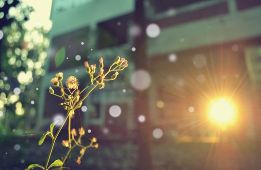 flowers of grass with sunset light