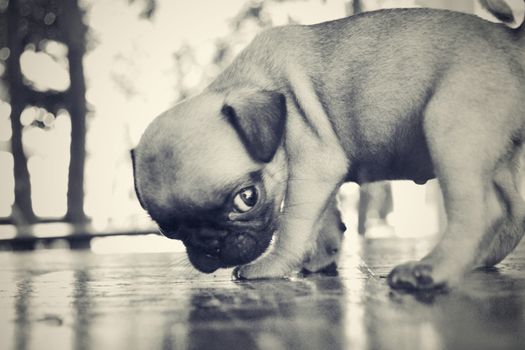 Pug puppy dogs are sniffing on table