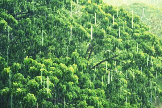 It was raining in the forest among the trees.