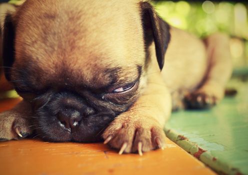 Pug puppies sleeping on a table.