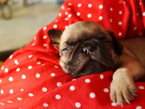 Pug puppy is sleeping on the bed