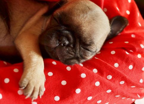 Pug puppy is sleeping on the bed