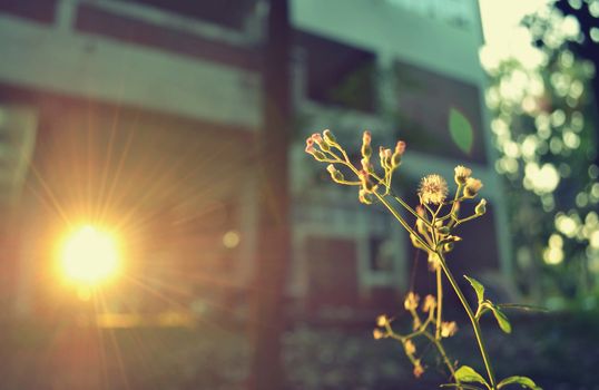 flowers of grass with sunset light