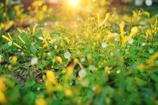 flowers of grass with sunset light