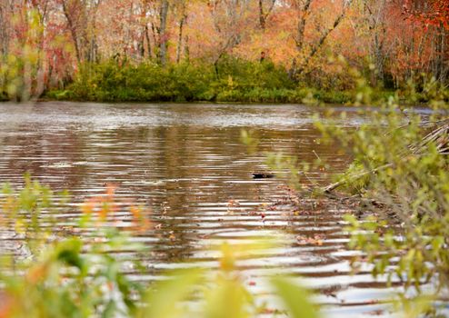 autumn landscape of a river and colorful leaves in maine