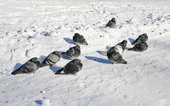 Several hunched against the cold pigeons on snow background
