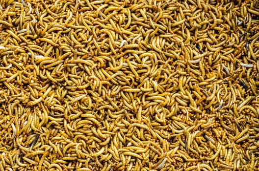 A scatter of mealworm larvae, used for feeding birds, reptiles or fish.