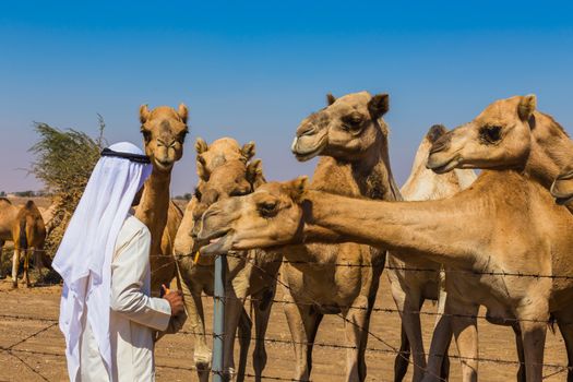 Desert landscape with camel. Sand, camel and blue sky with clouds. Travel adventure background.