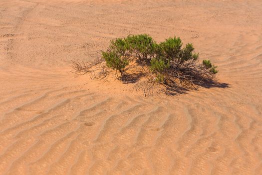 The Arabian desert on a hot sunny day