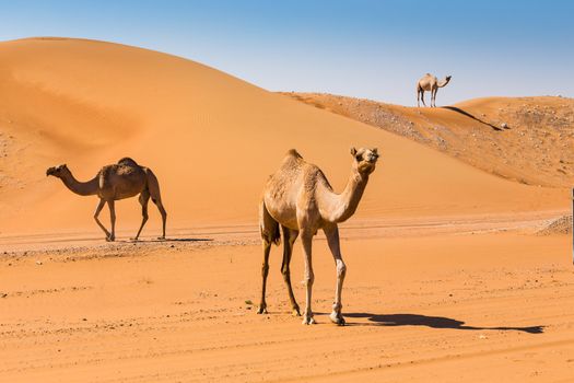 Desert landscape with camel. Sand, camel and blue sky with clouds. Travel adventure background.