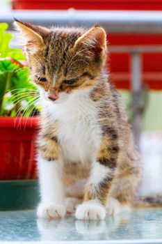 Adorable puppy cat over a glass table