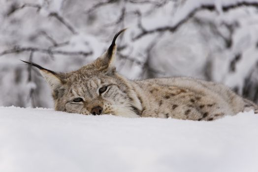 A lynx is relaxing in the snow
