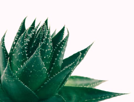 Aloe vera plant isolated on white background