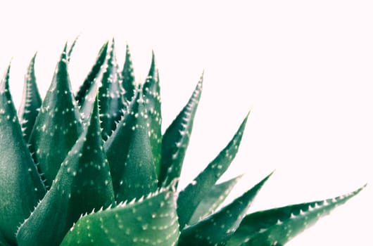 Aloe vera plant isolated on white background