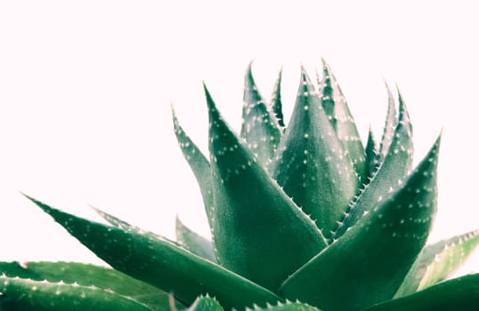 Aloe vera plant isolated on white background