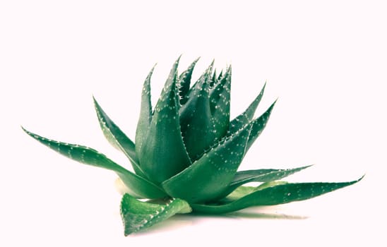 Aloe vera plant isolated on white background