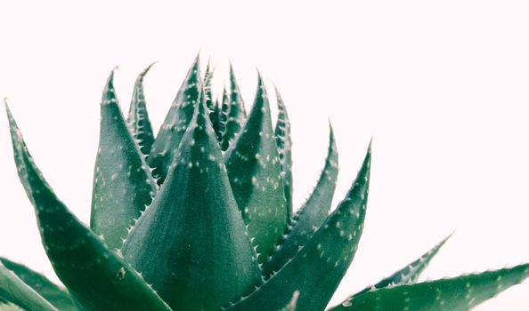 Aloe vera plant isolated on white background