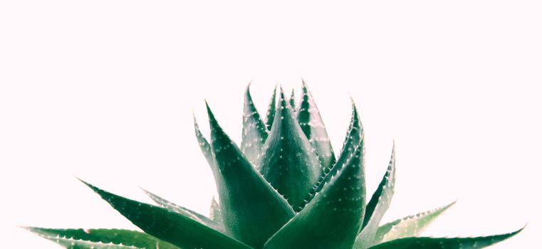 Aloe vera plant isolated on white background