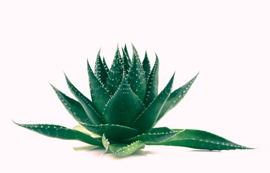 Aloe vera plant isolated on white background