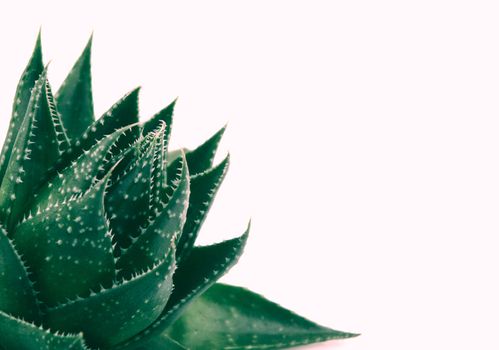 Aloe vera plant isolated on white background