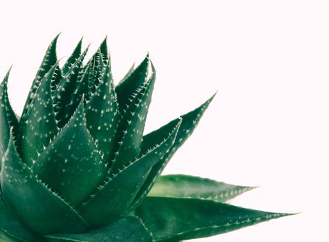 Aloe vera plant isolated on white background