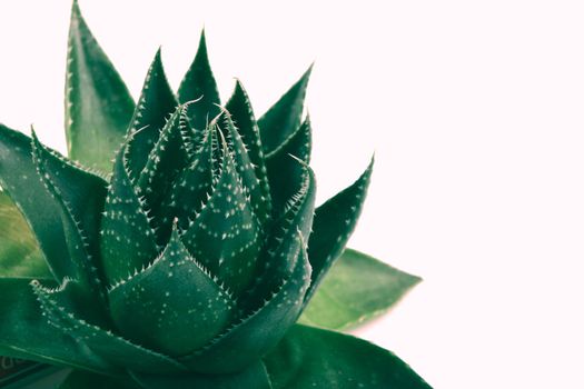 Aloe vera plant isolated on white background