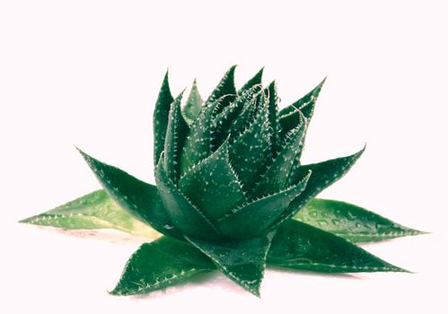 Aloe vera plant isolated on white background