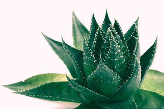 Aloe vera plant isolated on white background