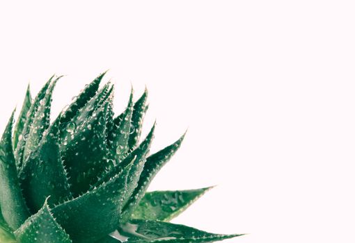 Aloe vera plant isolated on white background