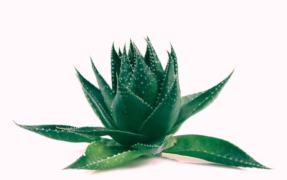Aloe vera plant isolated on white background