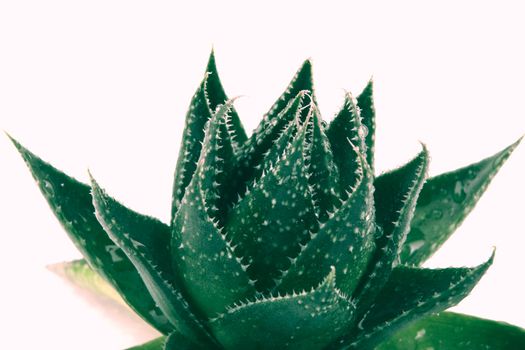 Aloe vera plant isolated on white background