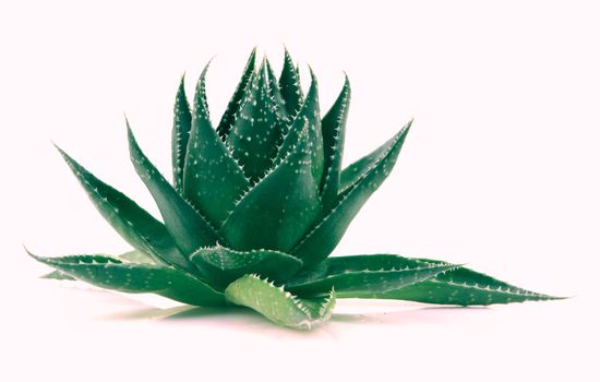 Aloe vera plant isolated on white background
