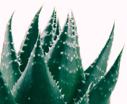 Aloe vera plant isolated on white background