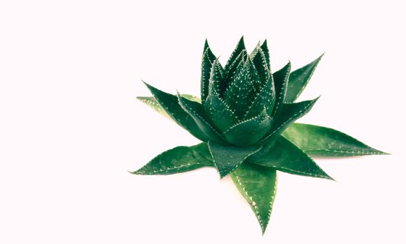 Aloe vera plant isolated on white background