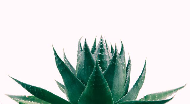 Aloe vera plant isolated on white background
