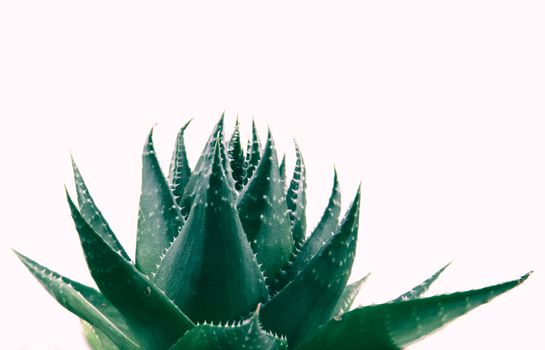 Aloe vera plant isolated on white background